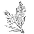 gladiolus flowers illustration coloring page, simplicity, Embellishment, monochrome vector art