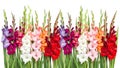 Gladiolus flowers isolated white background Royalty Free Stock Photo