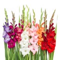 Gladiolus flowers isolated on white background