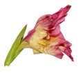 Gladiolus fresh delicate pink flower Royalty Free Stock Photo