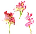 Gladiolus fresh pink flower on white background Royalty Free Stock Photo