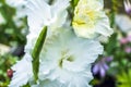 Gladiolus - genus of perennial bulbous plants of Iris family Iridaceae. White blooming flowers. For seed packaging cover. Royalty Free Stock Photo