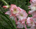 Gladiolus