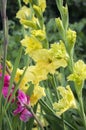 Gladiolus hortulanus ornamental flowers in bloom, yellow green color