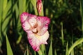 Gladiolus hybrid flowers with bicolor petals of fuchsia and white colors growing in natural condition on a field. Royalty Free Stock Photo