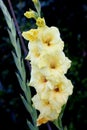 Gladiolus hybridus cultivar with large pale yellow flowers