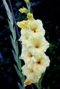 Gladiolus hybridus cultivar with large pale yellow flowers
