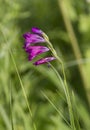 Gladiolus imbricate on spring meadow. Royalty Free Stock Photo