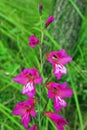 Gladiolus italicus, the Italian gladiolus, member of the Iris family Iridaceae Royalty Free Stock Photo