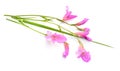 Gladiolus italicus is a species of gladiolus known by the common names Italian gladiolus, field gladiolus, sword-lily Royalty Free Stock Photo