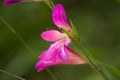 Gladiolus italicus Royalty Free Stock Photo