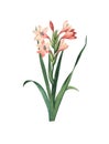 Gladiolus Laccatus Flower