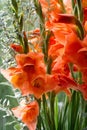 Gladiolus from Latin the diminutive of gladiu a sword is a genus of perennial cormous flowering plants in the iris family