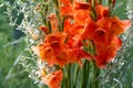 Gladiolus from Latin the diminutive of gladiu a sword is a genus of perennial cormous flowering plants in the iris family