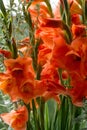 Gladiolus from Latin the diminutive of gladiu a sword is a genus of perennial cormous flowering plants in the iris family