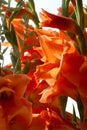 Gladiolus from Latin the diminutive of gladiu a sword is a genus of perennial cormous flowering plants in the iris family