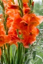 Gladiolus from Latin the diminutive of gladiu a sword is a genus of perennial cormous flowering plants in the iris family