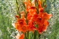 Gladiolus from Latin the diminutive of gladiu a sword is a genus of perennial cormous flowering plants in the iris family