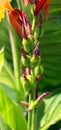 Gladiolus from Latin, the diminutive of gladius,