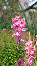 Gladiolus from Latin, the diminutive of gladius