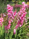 Gladiolus from Latin, the diminutive of gladius