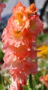 Gladiolus from Latin, the diminutive of gladius