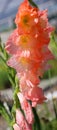 Gladiolus from Latin, the diminutive of gladius