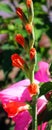 Gladiolus from Latin, the diminutive of gladius