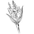 gladiolus line art coloring page, easy flower drawing. gladiolus flower art, outline primula flower drawing