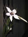 Gladiolus murielae flower close up