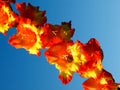 Gladiolus Orange Royalty Free Stock Photo