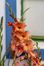 Gladiolus orange flower Royalty Free Stock Photo