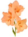 Gladiolus orange 3 Royalty Free Stock Photo