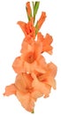 Gladiolus orange 2 Royalty Free Stock Photo