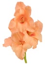 Gladiolus orange 1 Royalty Free Stock Photo