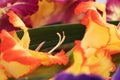Gladiolus orange and yellow gradient macro flower with pistils Royalty Free Stock Photo