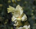 Gladiolus