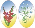 Gladiolus and Pisum