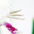 Gladiolus stamens Royalty Free Stock Photo