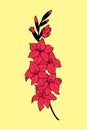 Gladiolus stem with flowers. eps10 vector illustration. hand drawing Royalty Free Stock Photo