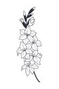 Gladiolus stem with flowers. eps10 vector illustration. hand drawing Royalty Free Stock Photo