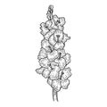 Gladiolus sword lily flower sketch engraving