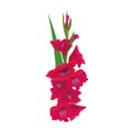 Gladiolus or sword lily flower. Vector illustration. pink bunch isolated