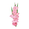 Gladiolus or sword lily flower. Vector illustration. pink bunch isolated