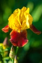 gladiolus, sword lily, gladiole, glad