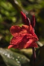 Gladiolus, sword-Lily, maroon gladiolus blooms in the garden. Close-up of gladiolus flowers. Bright gladiolus flowers in summer. Royalty Free Stock Photo