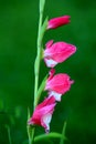 Gladiolus or Sword lily perennial cormous flowering plant with sword shaped large violet flowers surrounded with light green