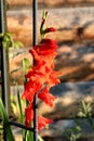 Gladiolus or Sword lily perennial flowering plant with dense large open orange flowers growing around support frame