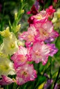 Gladiolus, Sword Lily