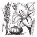 Gladiolus or sword lily vintage engraving